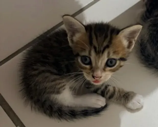 Vamos adotar uma gatinha linda 