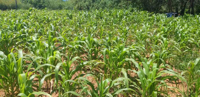 Vende-se trabalhador rural solteiro