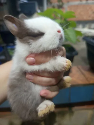 Mini coelho - Netherland Dwarf