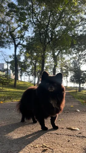 Spitz alemão fêmea adulta 