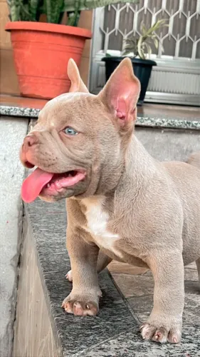 Exotic Bully 