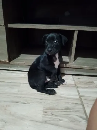 Cachorro para adoção 