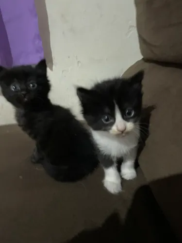 Doação de Gatinhos - 30 Dias
