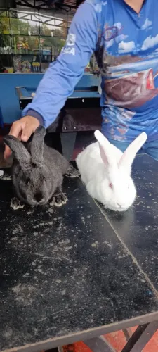 Lindos Filhotes de coelho Gigante