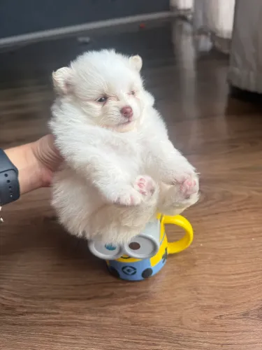 Lulu da pomerânia anão machinho creme