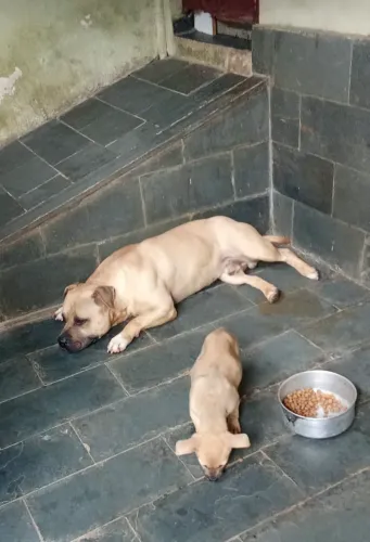 Adoção pitbull 