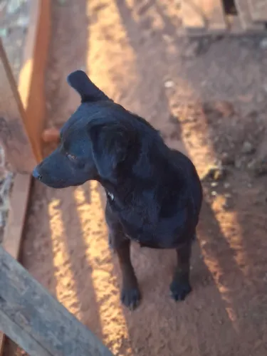 Doa-se cachorra adulta 