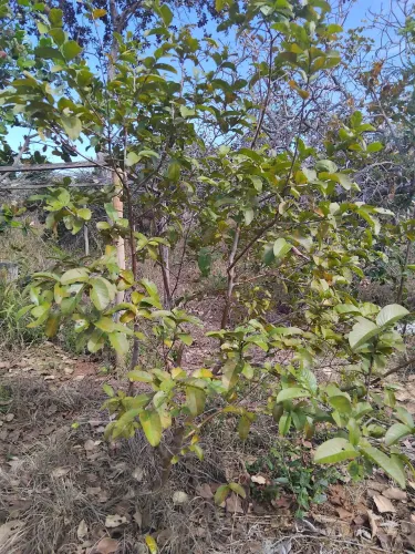 Vendo chácara 20 km de montes Claros,saída para pirapora *
