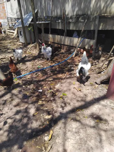 Vendo Galo e Galinhas raça Brahma