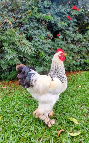 Ovos galados Brahmas Light e Brahma Isabela