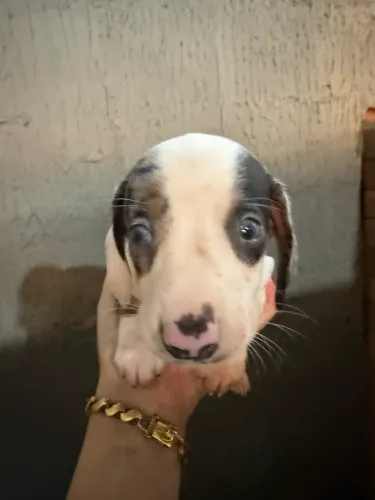 Daschund base linguiça salcinha