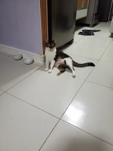 Doar um gato 