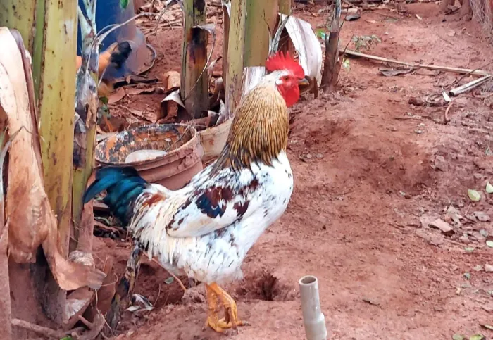 Galos caipira