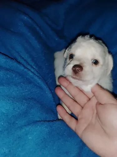 Filhote machinho de poodle micro toy por 300 rs