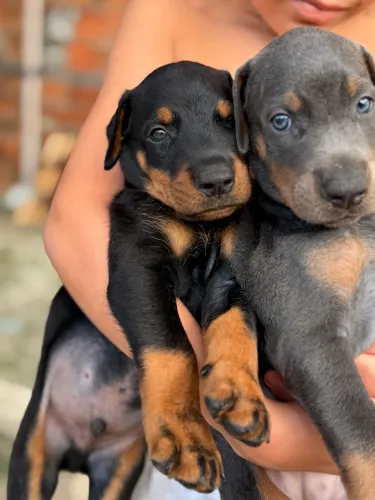 Filhotes de doberman azul e preto
