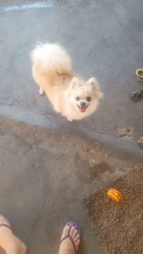 Vendo um lindo Spitz alemão