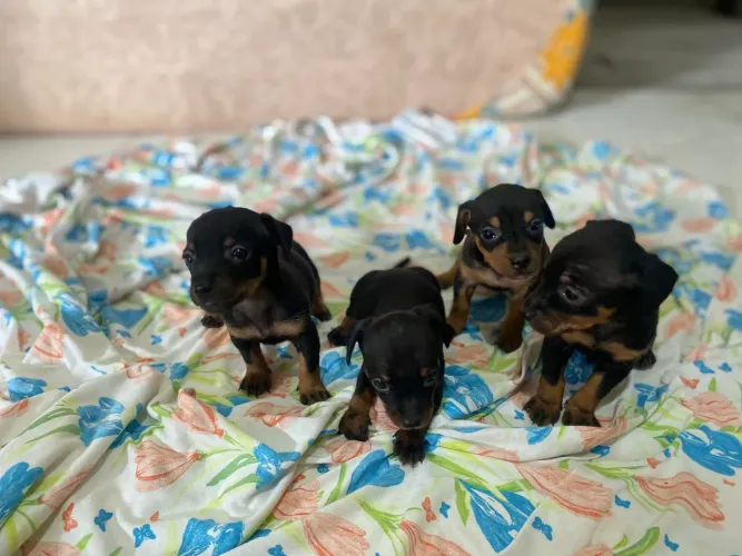 Vende-se Pinscher tamanho 1 