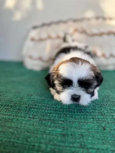 Shih-tzu pedigree canil registrado 