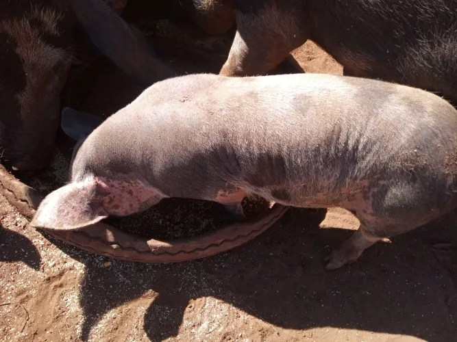 ?VENDO PORCO CAIPIRA?