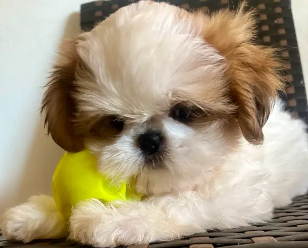 Shih Tzu