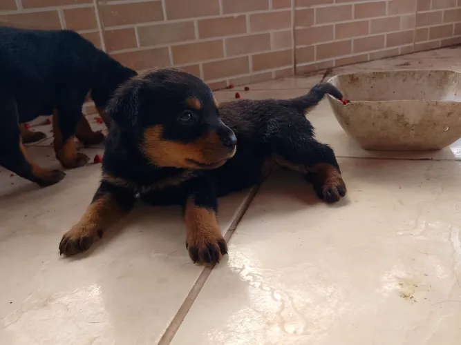 Vendo filhote cachorro raça rottweiler 