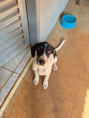 CACHORROS PARA DOAÇÃO RESPONSÁVEL