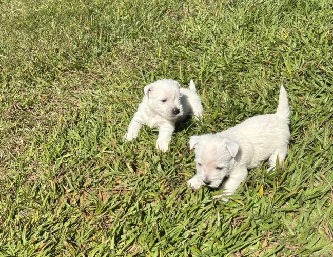 West terrier de ambos os sexos