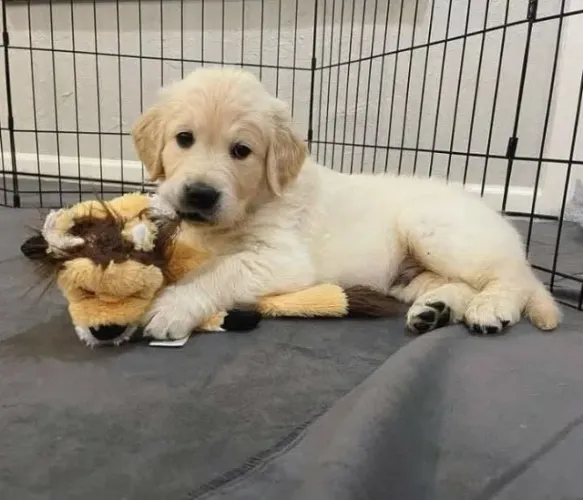 Filhotes de Golden Retriever | Filhote alegre e muito amoroso.