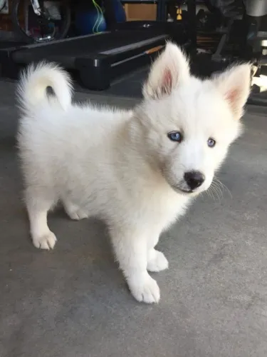 Husky Siberiano - Um Filhote Que Nasceu Pra Brilhar