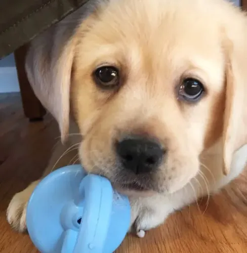Labrador Um vínculo que cresce em silêncio