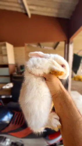 Coelho Nova Zelandia