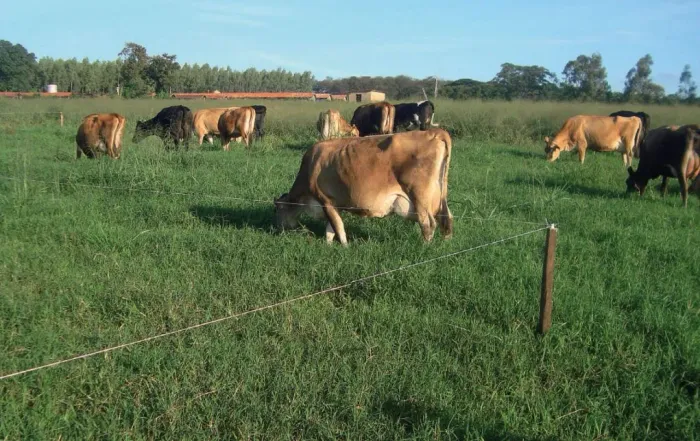 Vacas 6 fêmea 1 macho
