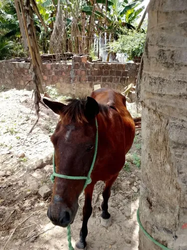 Égua 