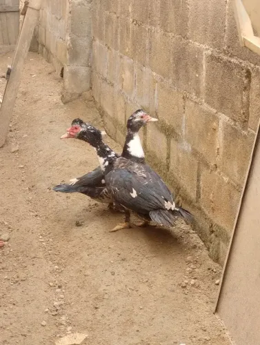 Patos  - leia a descrição 