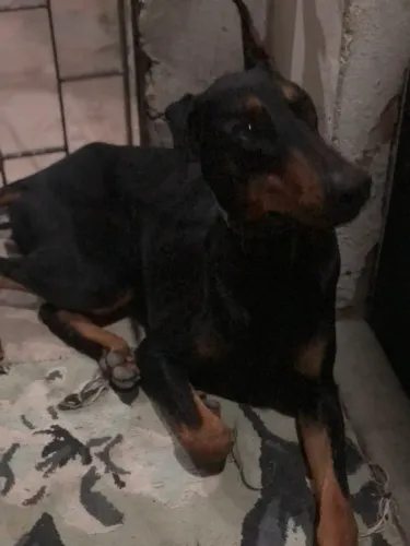 Procuro doberman fêmea para cruzar