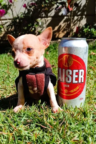 Pinscher 