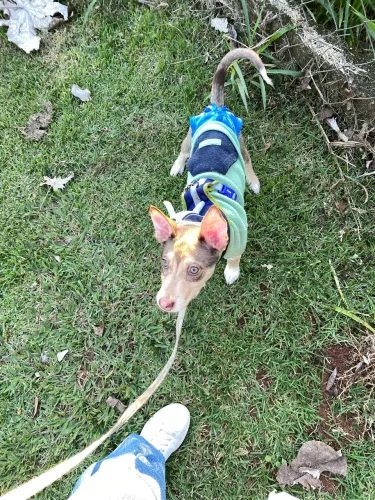 Cachorro SRD filhote
