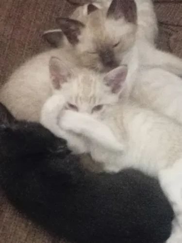Bebês peralta (gatinhos fofos)