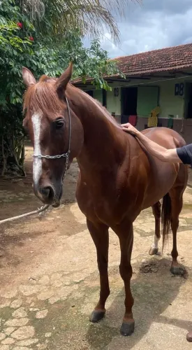 Cavalo a venda