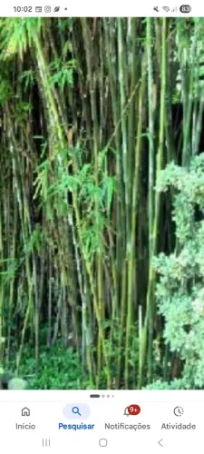 Bambuzal