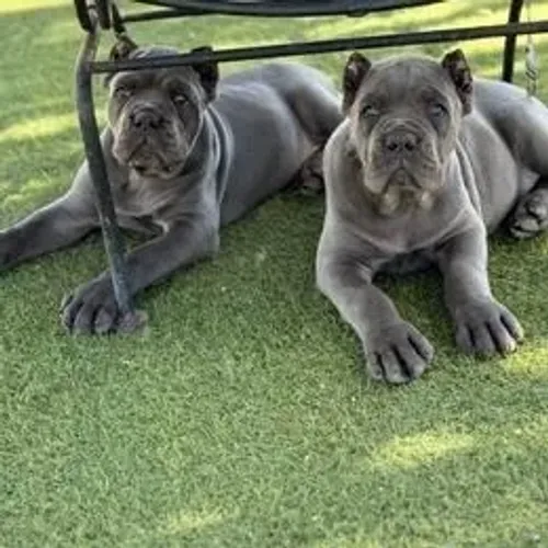 Cane Corso,Cane Corso Filhote Top Padrão da Raça