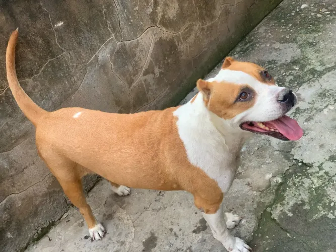 Cachorra staffordshire bull terrier
