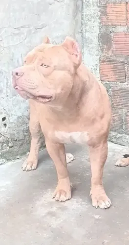 Pit monster merle disponível para cruza 