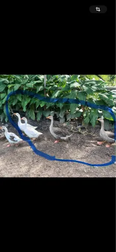 Vendo 4 animais fêmeas e machos