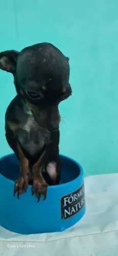 Pinscher