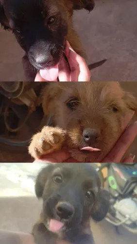 Doa-se cachorrinhos