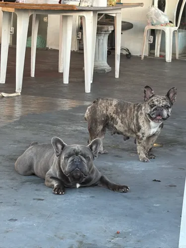 Buldogue francês 