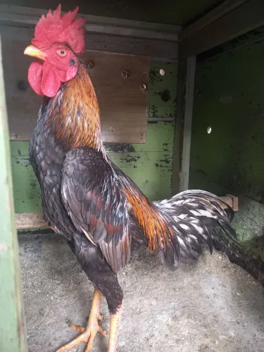 Galo