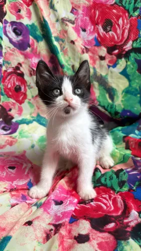 GATO PARA ADOÇÃO
