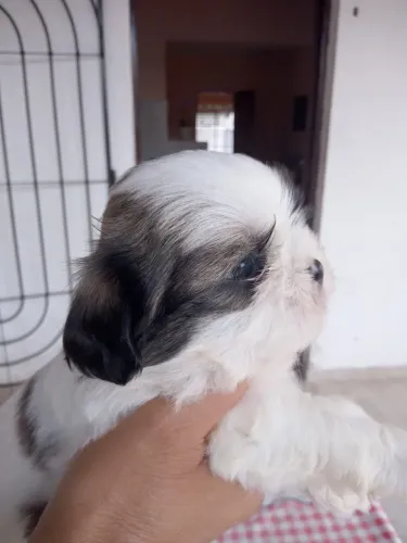 Shitzu